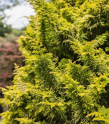 Кипарисовик туполистий "Tetragona Aurea'" 