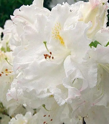 Азалія "Oxydol"