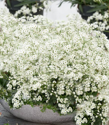 Гіпсофіла "Festival White Flarel"