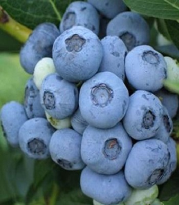 Лохина "Elliot" 