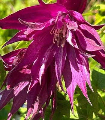 Клематис (княжик) "Purple Surprise"