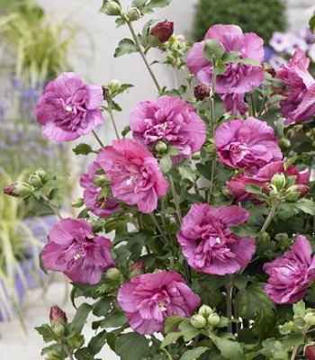 Гібіскус деревовидний "Magenta Chiffon" 