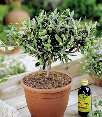 Олива європейська "Olivia"