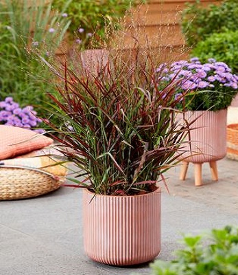 Panicum virgatum "Hot Rod"