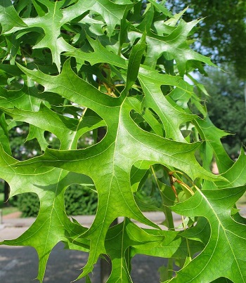 Дуб "Green Pillar" 