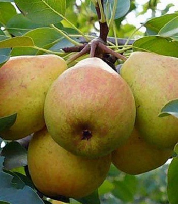 Груша осіння  Осінь Буковини 