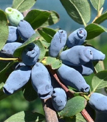 Жимолость їстівна "Pruhonicky Letni" 