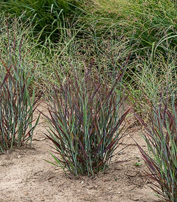 Panicum virgatum "Nosferatu"