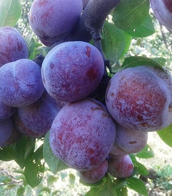 Слива "Кабардинка" 