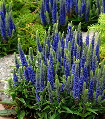 Вероніка "Ulster Dwarf Blue" 