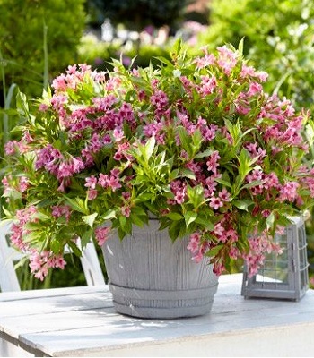 Вейгела квітуча "Picobella Rosa"