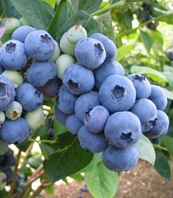 Лохина "Darrow" 