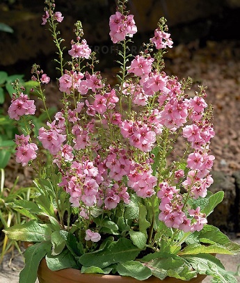 Вербаскум "Rosie"