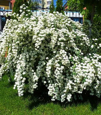 Спірея ніппонська "Snowmound"