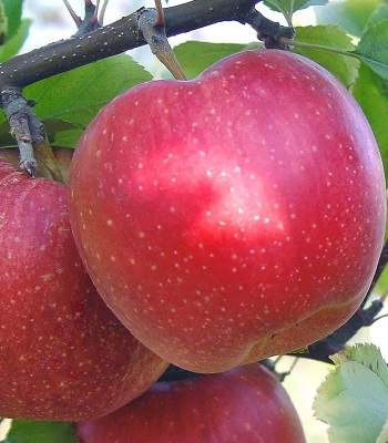 Яблуня Амулет 