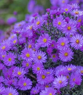 Астра "Purple Dome"