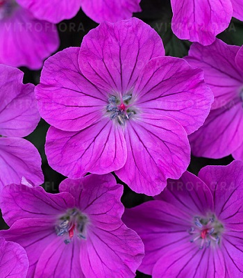 Герань "Frivolius Purple" 