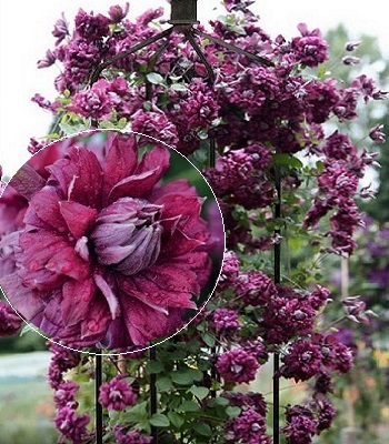 Клематис "Purpurea Plena Elegans" 