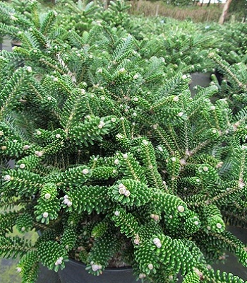 Ялиця корейська "Oberon" (Привита) 