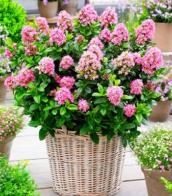 Ескалонія "Pink Elle"