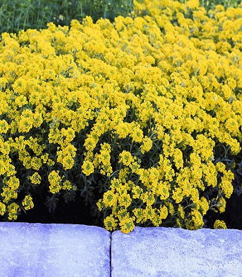 Аліссум "Golden Spring" 