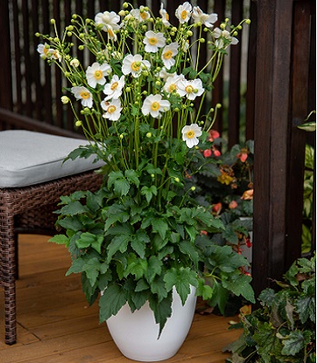 Анемона "Summer Breeze Snow" 