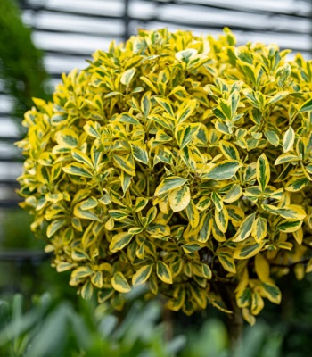 Бересклет японський "Marieke" (Привитий на штамбі)