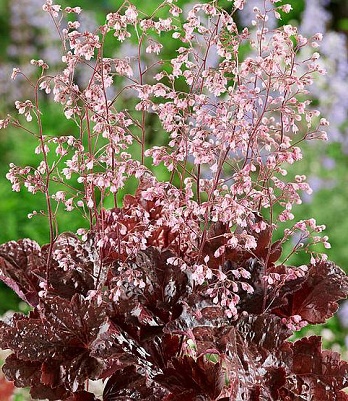 Гейхера "Rachel"