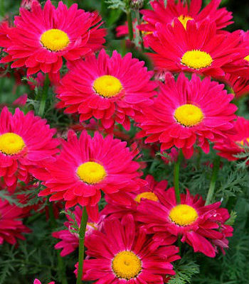 Пижма "Robinson's Red" 