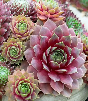 Молодило "Cassiopea"