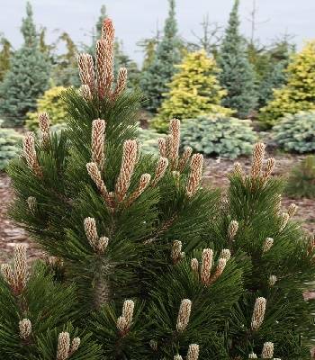 Сосна боснійська "Little Dracula" (Привита) 