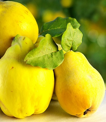 Айва крупноплідна "Darunok Onuku"