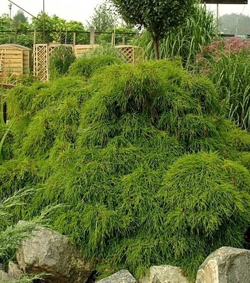 Кипарисовик горохоплідний "Filifera" 