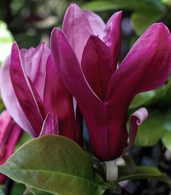 Магнолія гібридна "Susan" 