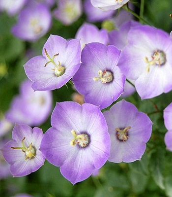 Дзвiночок карпатський "Samantha"