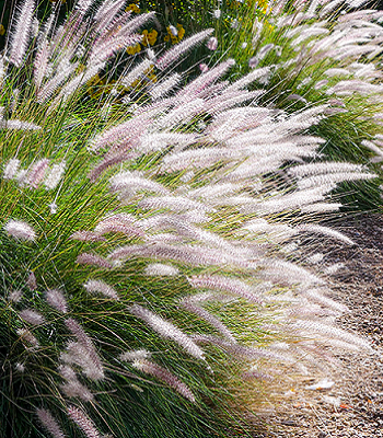 Pennisetum "Fairy Tails" 