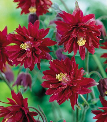 Аквілегія звичайна "Ruby Port"