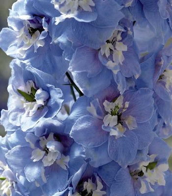 Дельфініум "Magic Fountain Sky Blue/White Bee"