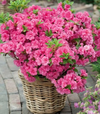 Азалія японська "Babuschka" 