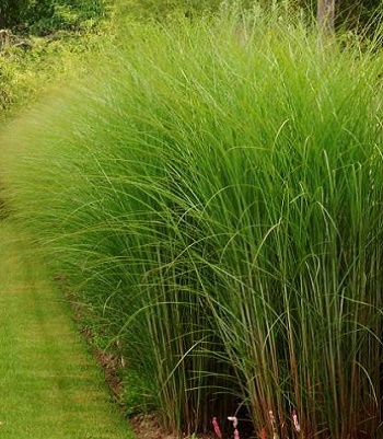 Miscanthus sinensis "Gracillimus" 