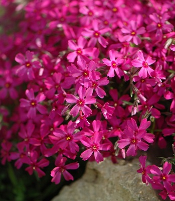 Флокс шиловидний "Atropurpurea"
