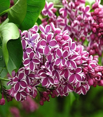 Бузок "Sensation" 