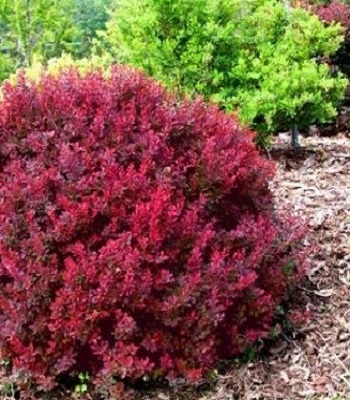 Барбарис "Deep Purple' Betty" 