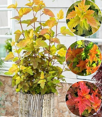 Пухироплідник "Magic Ball"