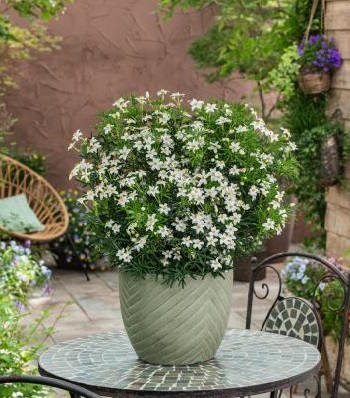 Шуазія "Tiny Dancer"