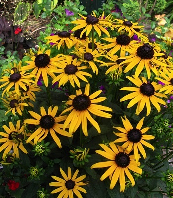 Рудбекія "Little Goldstar"