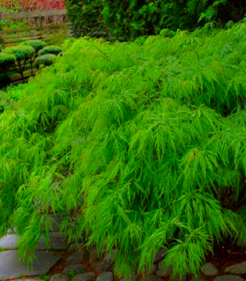 Клен пальмолистний "Emerald Lace"