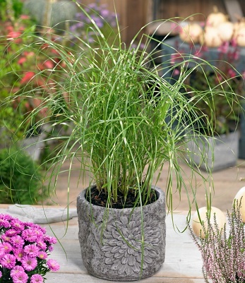Miscanthus sinensis "Little Zebra" 