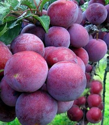 Слива "Президент" 