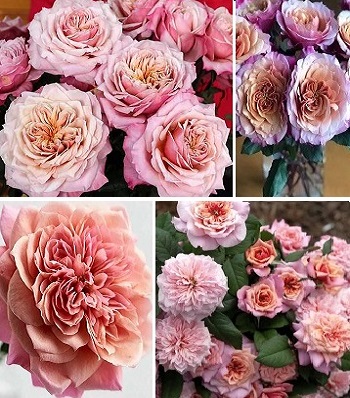 Троянда японська "Miyabi" 